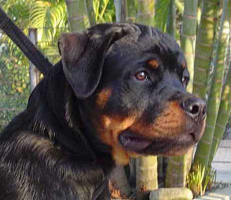 Thor z da Morada dos Lobos