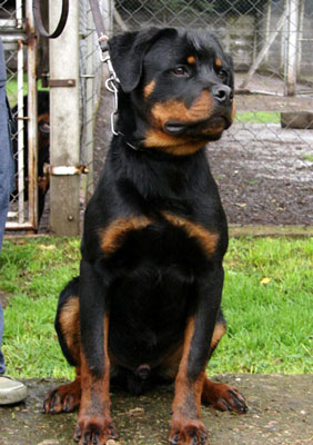 alvos
