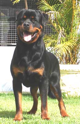 Ares