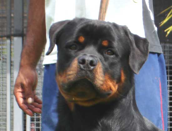 Ares