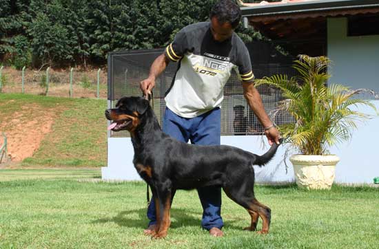 Ares