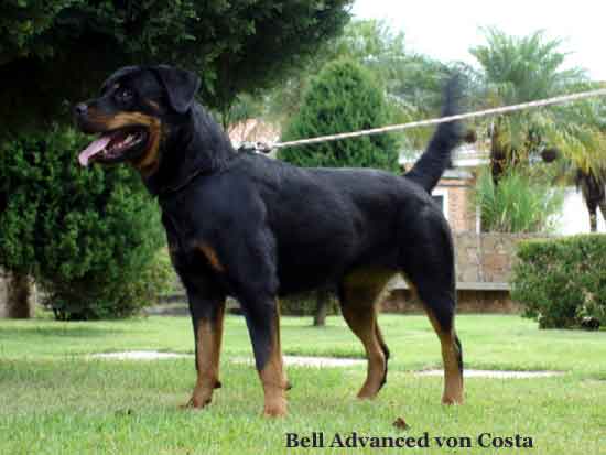 Bell Advanced von Costa