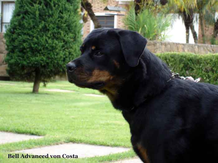 Bell Advanced von Costa