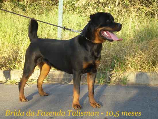 Brida