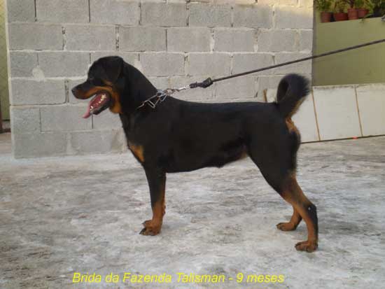 Brida