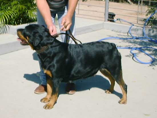 Brooke da Morada dos Lobos