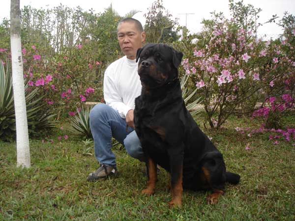 Óz Ramses da Morada dos Lobos - Rottweiler