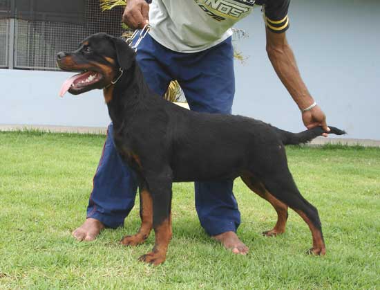 Danti
