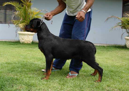 Densel