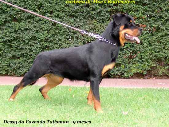 dessy