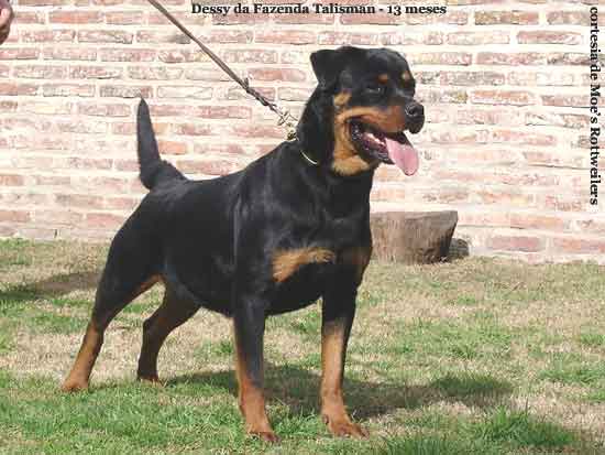 dessy