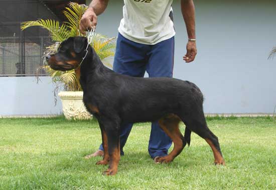 Dolvez