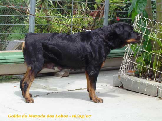 Golda da Morada dos Lobos