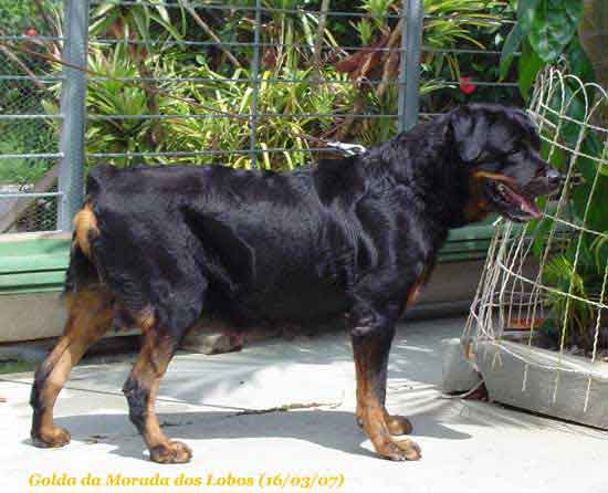 Golda da Morada dos Lobos