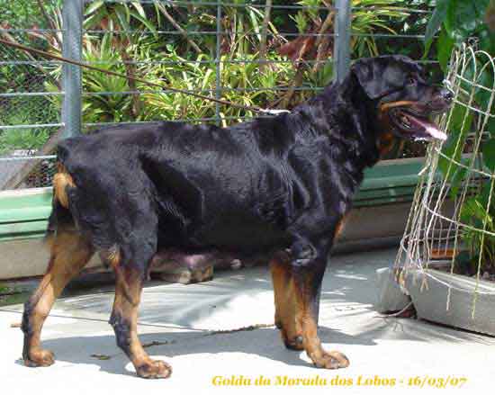 Golda da Morada dos Lobos