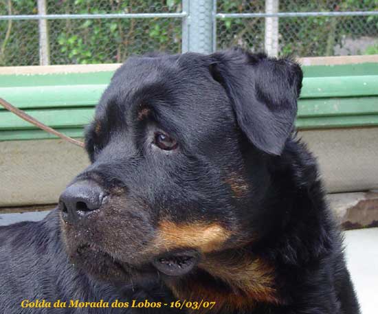 Golda da Morada dos Lobos