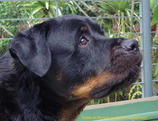 Golda da Morada dos Lobos