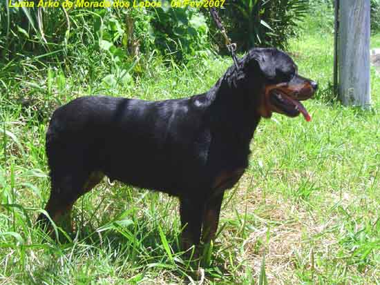 Luma Arko da Morada dos Lobos