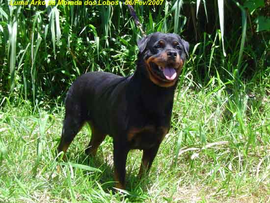 Luma Arko da Morada dos Lobos