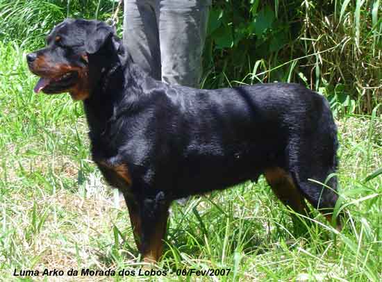 Luma Arko da Morada dos Lobos