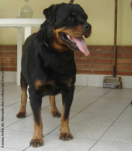 Luma Arko da Morada dos Lobos