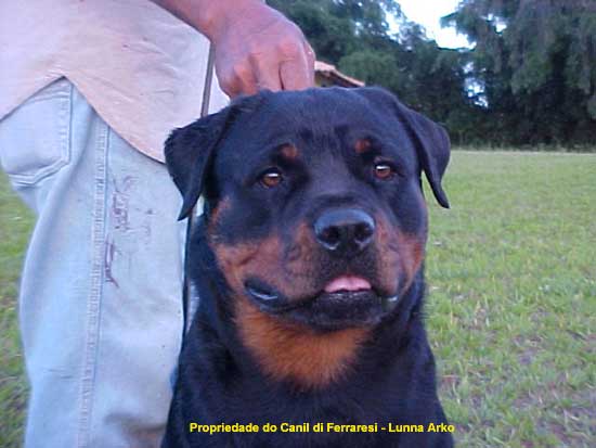 Lunna Arko da Morada dos Lobos