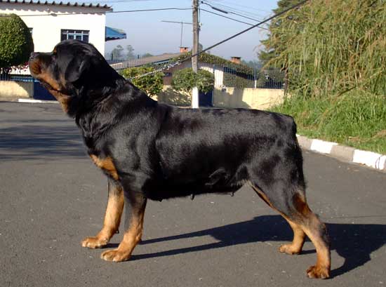 Cher da Morada dos Lobos - Rottweiler
