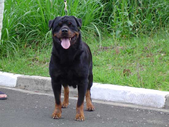Crazy da Morada dos Lobos