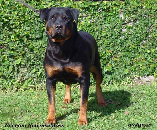 Evi vom Neuenschloss - Rottweiler