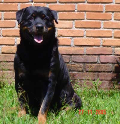 Golda da Morada dos Lobos