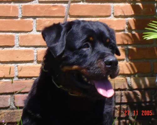 Golda da Morada dos Lobos
