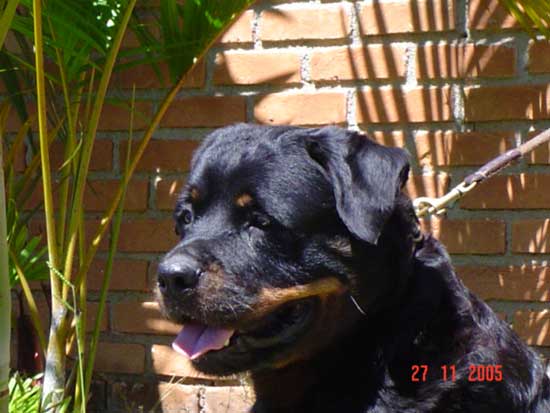 Golda da Morada dos Lobos - Rottweiler