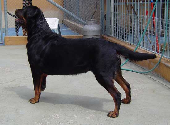 Nixie Ramses da Morada dos Lobos