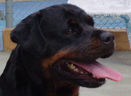 Nixie Ramses da Morada dos Lobos