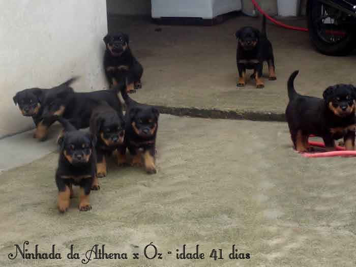Kaiser Roth Nitros Athena