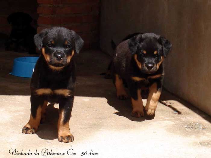 Kaiser Roth Nitros Athena