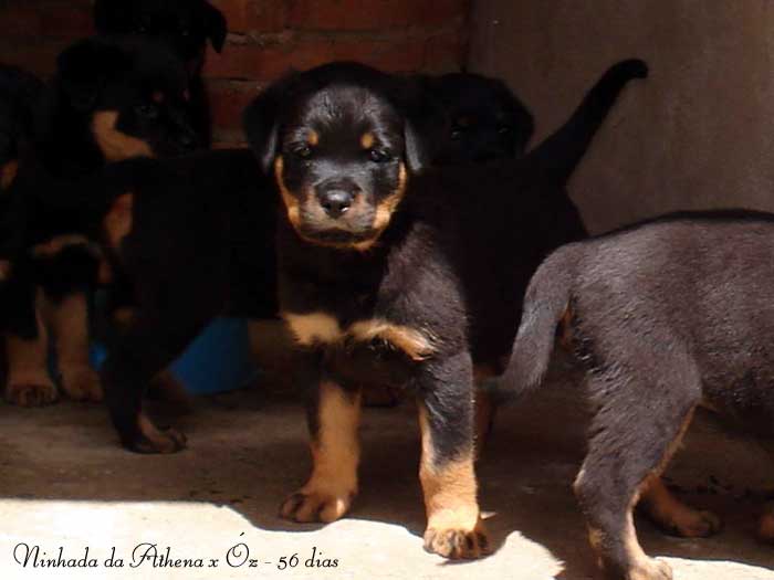 Kaiser Roth Nitros Athena