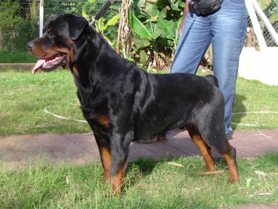 Nris Ramses da Morada dos Lobos