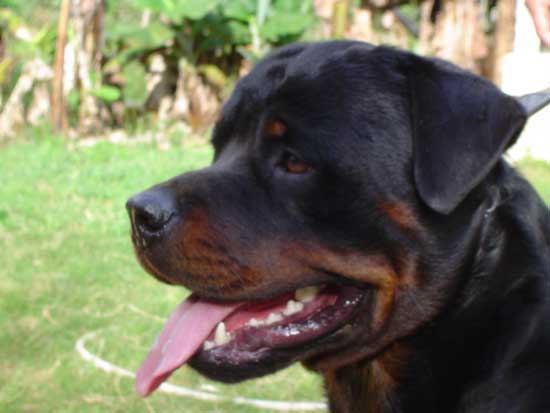 Nris Ramses da Morada dos Lobos