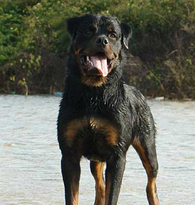 Tibor z da Morada dos Lobos