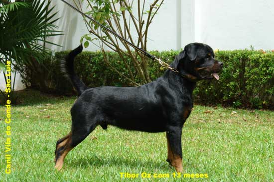 Tibor z da Morada dos Lobos - Rottweiler