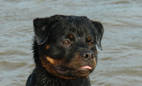 Tibor z da Morada dos Lobos