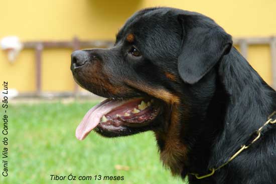 Tibor z da Morada dos Lobos