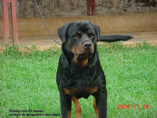 Vicking z da Morada dos Lobos