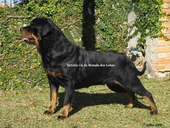 Victria z da Morada dos Lobos - Rottweiler