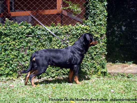 Victria z da Morada dos Lobos