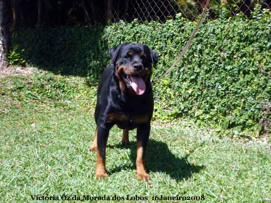 Victria z da Morada dos Lobos