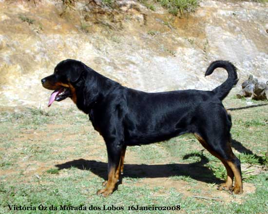 Victria z da Morada dos Lobos - Rottweiler