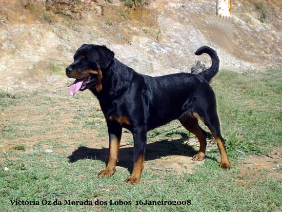 Victria z da Morada dos Lobos - Rottweiler