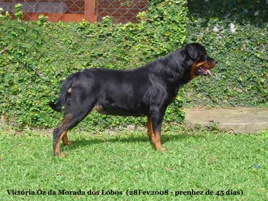 Victria z da Morada dos Lobos - Rottweiler